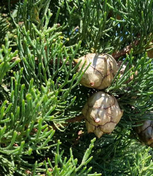 Cupressus sempervirens